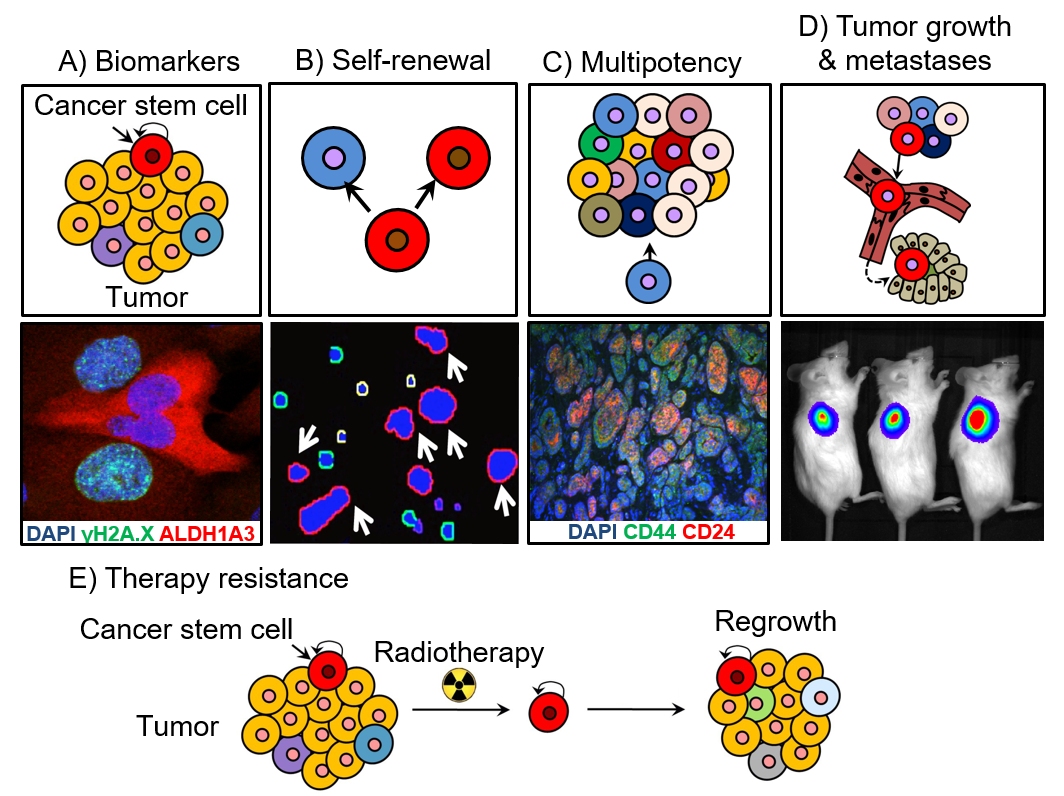 Properties of Cancer Stem Cells © Anna Dubrovska